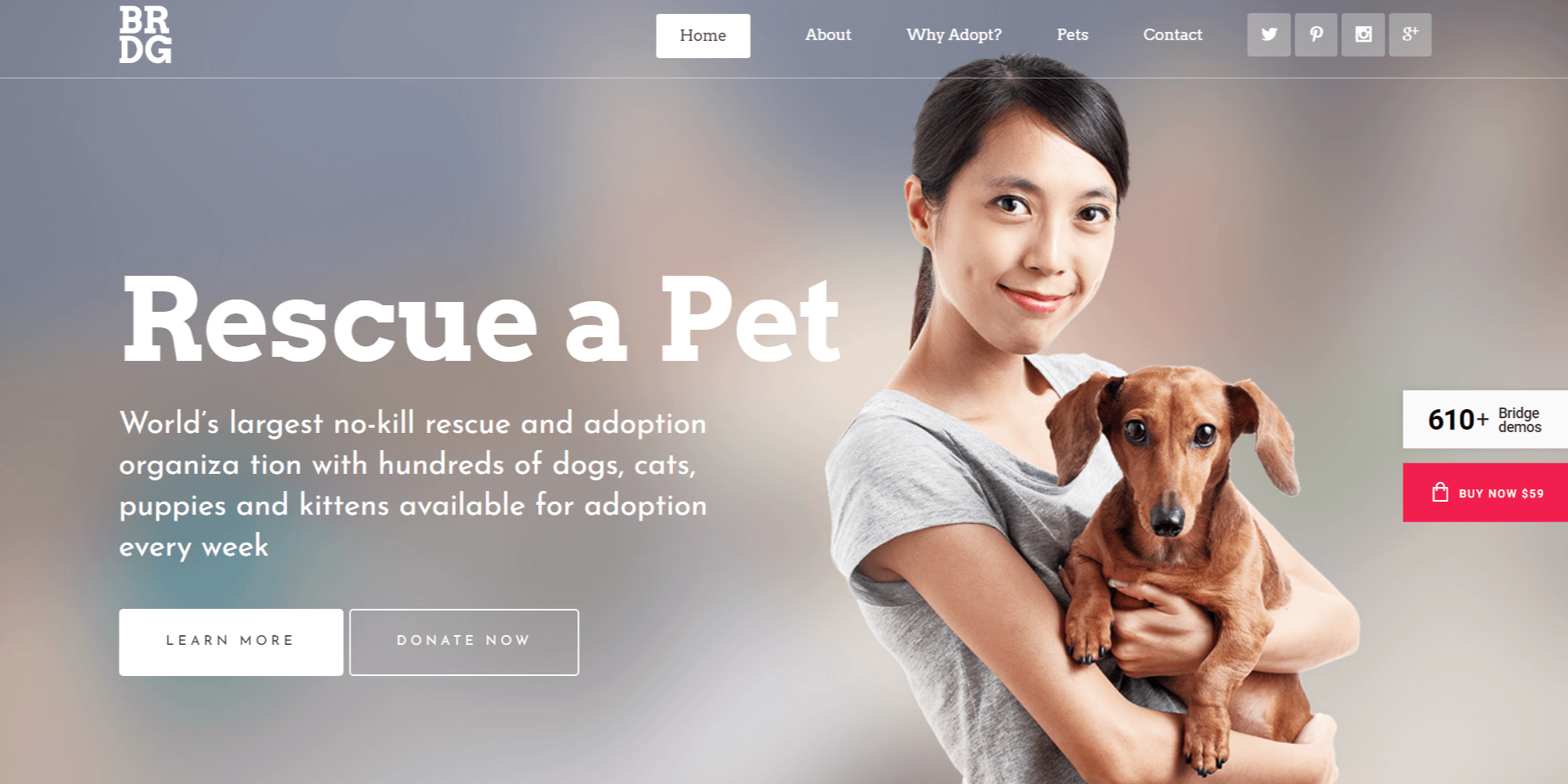Pet Sanctuary - animal shelter